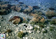 Blick ins Wasser am Hafen von Alikés