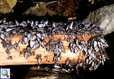 Entenmuschel (Goose Barnacle, Lepas anatifera)