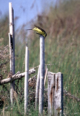 Schafstelze (Yellow Wagtail, Motacilla flava cinereocapilla)