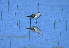 Alpenstrandläufer (Dunlin, Calidris alpina)