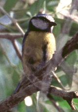 Blaumeise (Blue Tit, Cyanistes caeruleus)