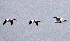 Brandgans (Common Shelduck, Tadorna tadorna)