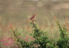 Grauammer (Corn Bunting, Emberiza calandra)