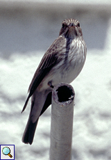 Grauschnäpper (Spotted Flycatcher, Muscicapa striata)