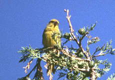 Grünfink (Western Greenfinch, Chloris chloris aurantiiventris)