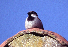 Männlicher Haussperling (House Sparrow, Passer domesticus)