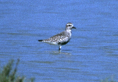 Kiebitzregenpfeifer (Grey Plover, Pluvialis squatarola)