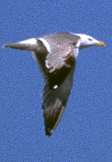 Mittelmeermöwe (Yellow-legged Gull, Larus michahellis michahellis)
