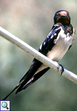 Rauchschwalbe (Barn Swallow, Hirundo rustica rustica)