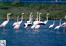 Rosaflamingo (Greater Flamingo, Phoenicopterus roseus)