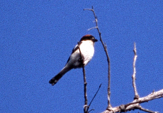 Rotkopfwürger (Woodchat Shrike, Lanius senator)