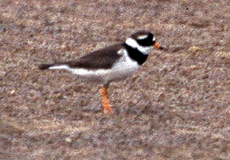 Sandregenpfeifer (Ringed Plover, Charadrius hiaticula)