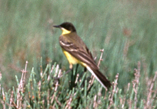 Schafstelze (Yellow Wagtail, Motacilla flava cinereocapilla)