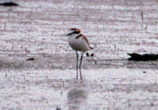 Seeregenpfeifer (Kentish Plover, Charadrius alticola)