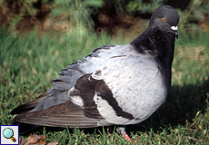 Stadttaube (Pigeon, Columba livia f. domestica)