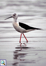 Stelzenläufer (Black-winged Stilt, Himantopus himantopus)