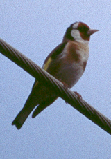 Stieglitz (Eurasian Goldfinch, Carduelis carduelis)