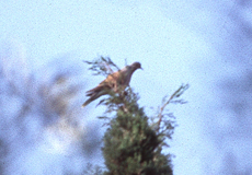 Türkentaube (Collared Dove, Streptopelia decaocto)