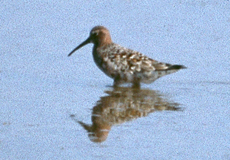 Sichelstrandläufer (Curlew Sandpiper, Calidris ferruginea)