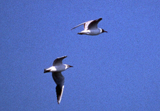 Zwergmöwe (Little Gull, Hydrocoloeus minutus)