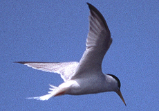 Zwergseeschwalbe (Little Tern, Sterna albifrons)