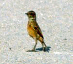 Weibliches Braunkehlchen (Saxicola rubetra)