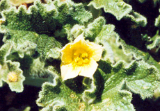 Blühende Spritzgurke (Ecballium elaterium)