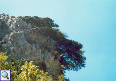 Manche Bäume krallen sich in der Ímbros-Schlucht mit ihren Wurzeln am nackten Fels fest