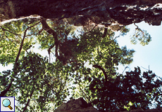 Bäume überragen eine enge Stelle der Ímbros-Schlucht