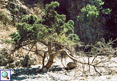 Baum auf einem weitläufigen Platz in der Schlucht