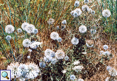 Drüsenhaarige Kugeldistel (Echinops spinosissimus)