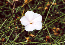Strauchwinde (Bindweed, Convolvulus dorycnium)