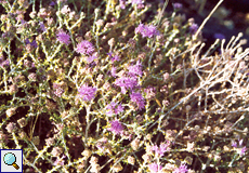 Kopfiger Thymian (Thyme, Thymbra capitata)