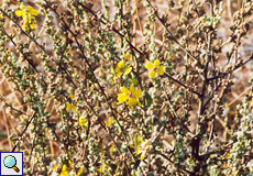 Gewelltblättrige Königskerze (Wavyleaf Mullein, Verbascum sinuatum)