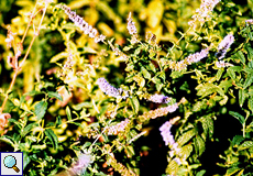 Krauseminze (Spearmint, Mentha spicata)