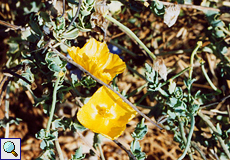 Gelber Hornmohn (Yellow Horned Poppy, Glaucium flavum)