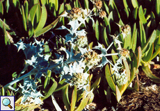 Stranddistel (Sea Holly, Eryngium maritimum)