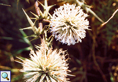 Drüsenhaarige Kugeldistel (Globe Thistle, Echinops spinosissimus)