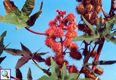 Wunderbaum (Castor Oil Plant, Ricinus communis)