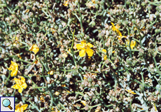 Dornige Königskerze (Spiny Mullein, Verbascum spinosum)