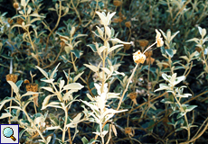 Strauchiges Brandkraut (Jerusalem Sage, Phlomis fruticosa)