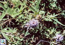 Keuschbaum (Chaste Berry Tree, Vitex agnus-castus)