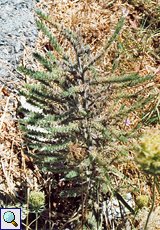 Italienischer Natternkopf (Italian Bugloss, Echium italicum)