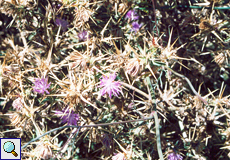 Stern-Flockenblume (Purple Starthistle, Centaurea calcitrapa)