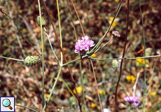 Dunkelrote Skabiose (Mournful Widow, Scabiosa maritima atropurpurea)