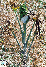 Gewöhnliche Schlangenwurz (Dragon Arum, Dracunculus vulgaris)