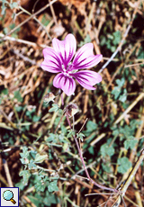 Wilde Malve (Mallow, Malva sylvestris)