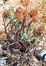 Palisaden-Wolfsmilch (Mediterranean Spurge, Euphorbia characias)