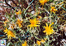 Spanische Golddistel (Golden Thistle, Scolymus hispanicus)