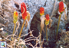 Aronstab (Arum, Arum concinnatum)